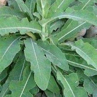 

Terlaris Bibit Tempuyung Tanaman Obat Herbal Organik