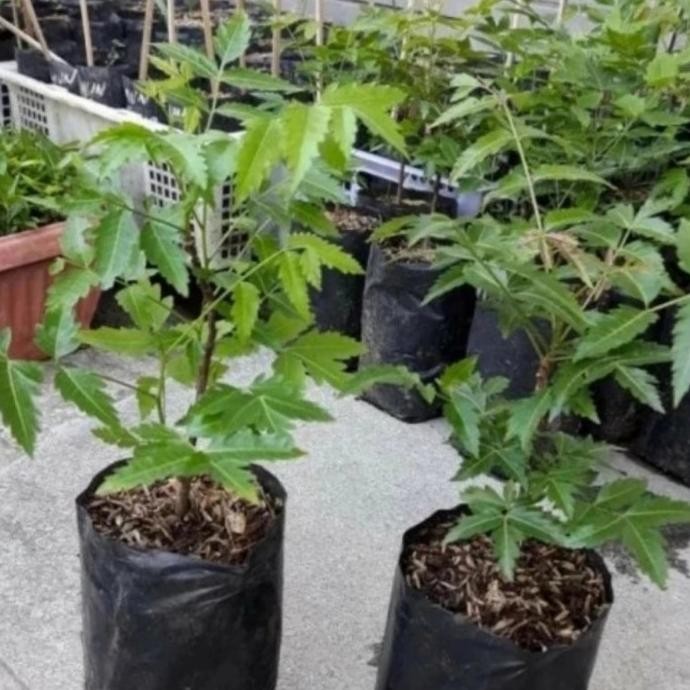 

Terlaris Bibit Tanaman Daun Mimba/Mimbo Herbal