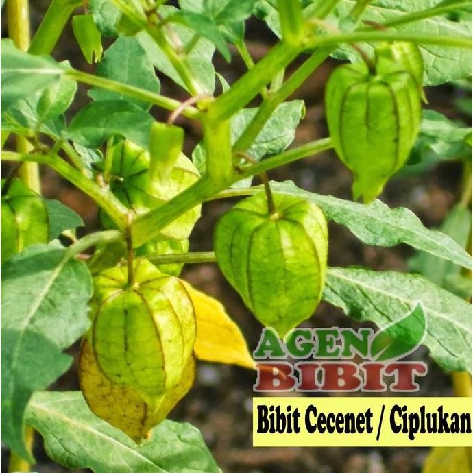 

Terlaris Bibit Tanaman Buah Cecendet Ciplukan - Pohon Cecenet Herbal