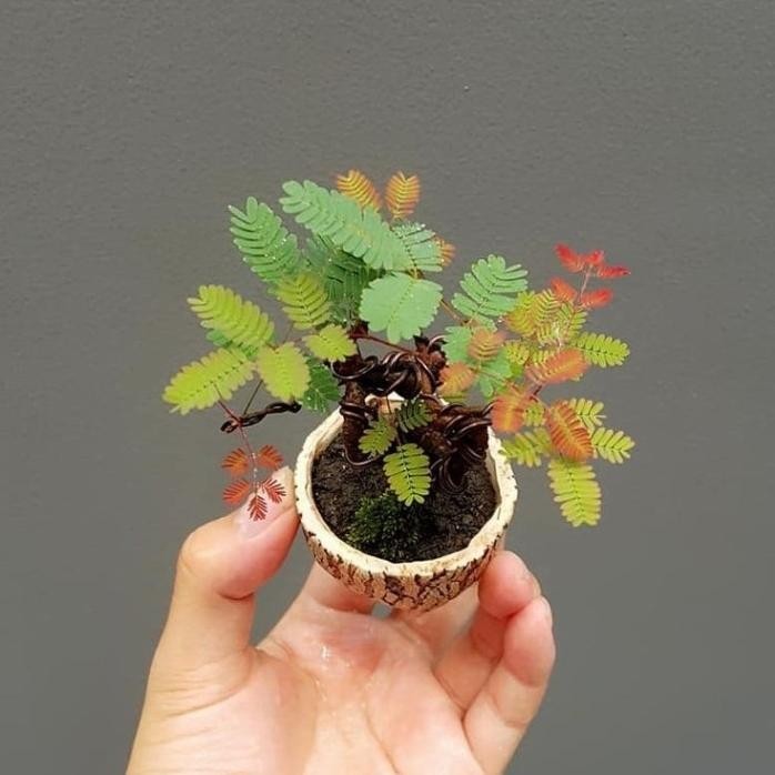 

Terlaris Tanaman Hias 'Mimosa Pudica' Putri Malu/ Sensitive Plant/ Obat Herbal