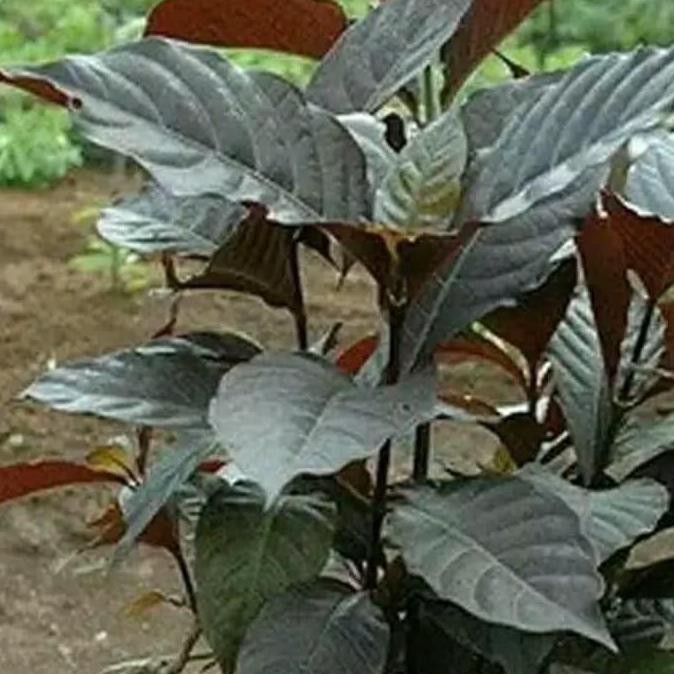 

Terlaris Bibit Tanaman Herbal Daun Ungu