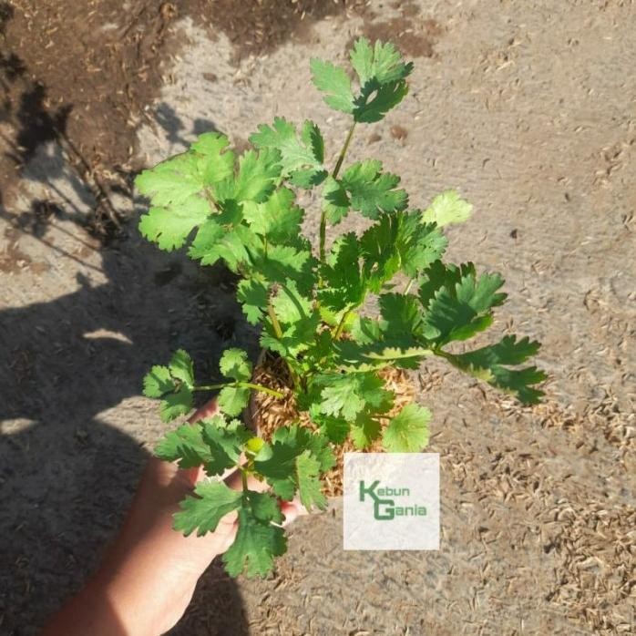 

Terlaris Bibit Ketumbar Coriander Cilantro Tanaman Herb Herbal Bumbu
