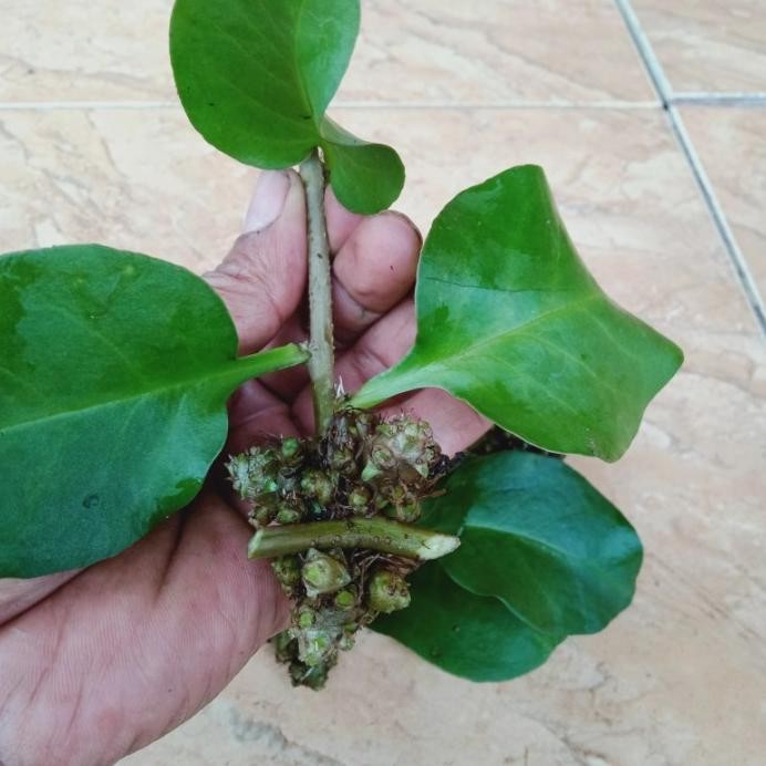 

Terlaris Bibit Tanaman Binahong(Herbal) 1 Buah