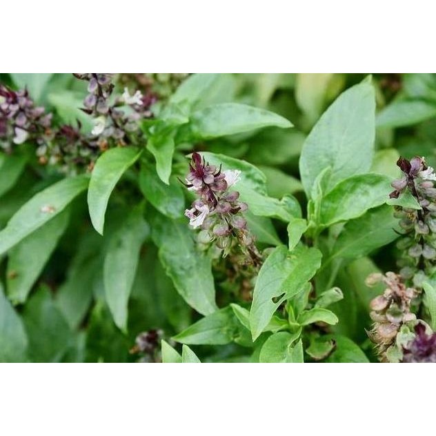 

Terlaris Bibit Tanaman Herbal Selasih