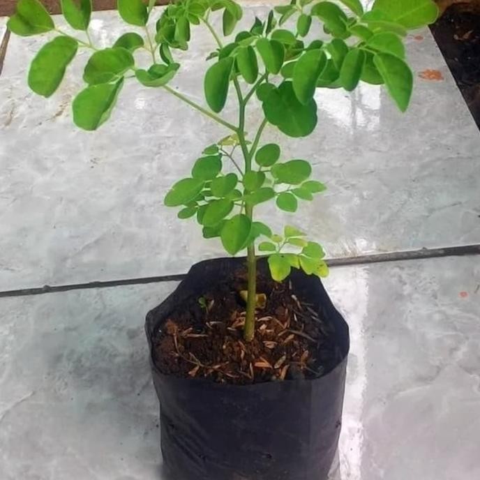 

Terlaris Bibit Tanaman Daun Kelor Herbal Dari Biji