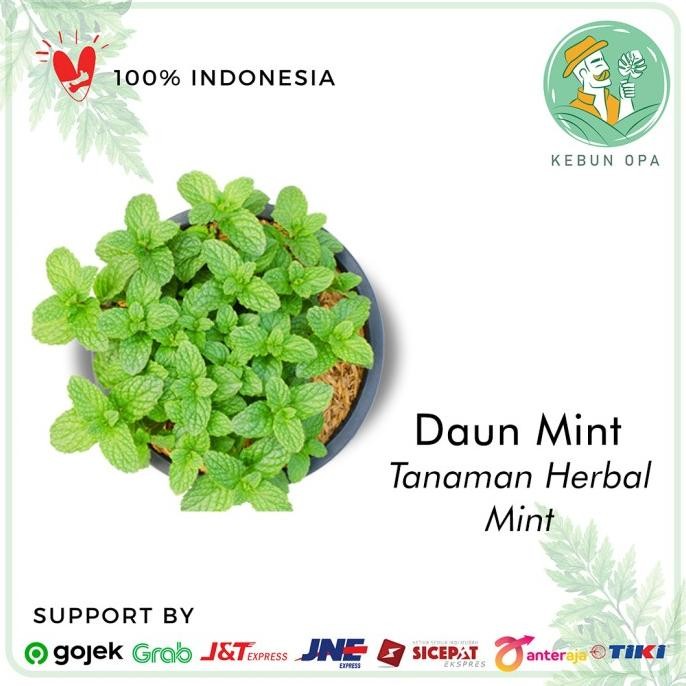 

Terlaris Tanaman Daun Mint Pohon Mint Herbal