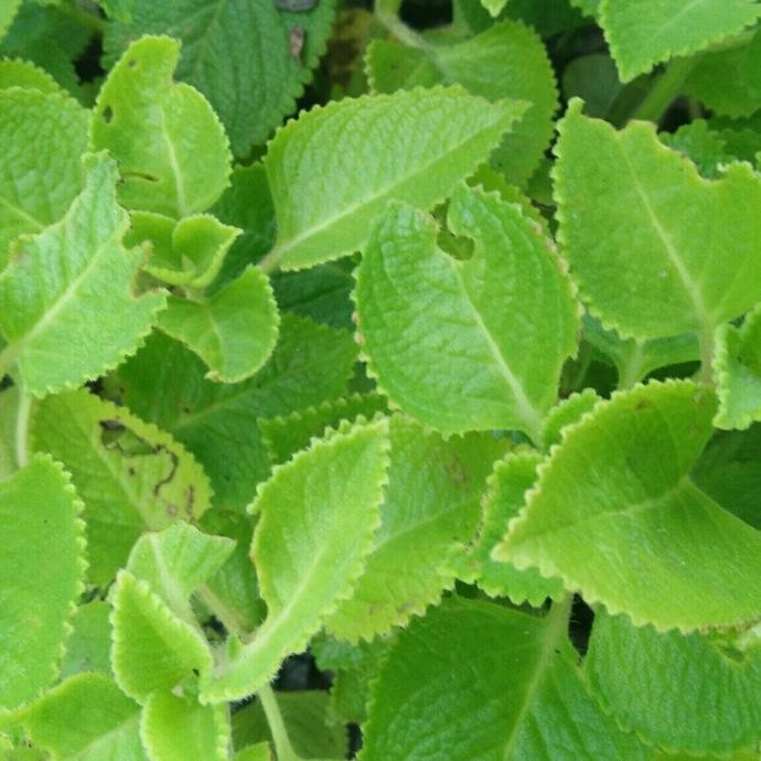 

Terlaris Daun Jinten Putih Bibit Tanaman Herbal Daun Jinten Jintan Putih