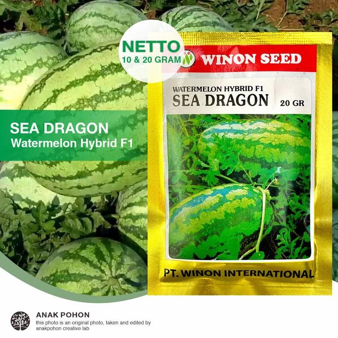 

(1 PACK) Semangka Merah Lonjong SEA DRAGON F1 - Chung Shin Seed Winon murah