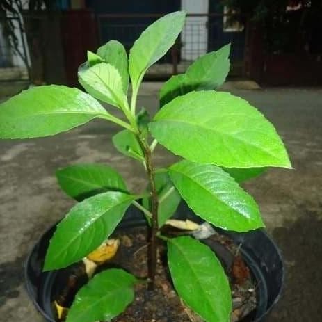 

Terlaris Jual Bibit Tanaman Herbal Daun Sambung Nyawa Sambung Nyowo