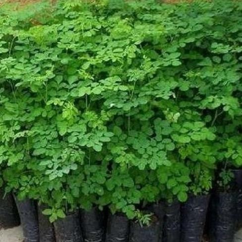 

Terlaris Bibit Kelor Tanaman Herbal Untuk 1001 Macam Penyakit
