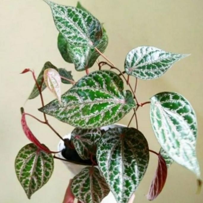 

Terlaris Tanaman Hias Gantung Sirih Merah Herbal, Sirih Herbal, Tanaman Rambat