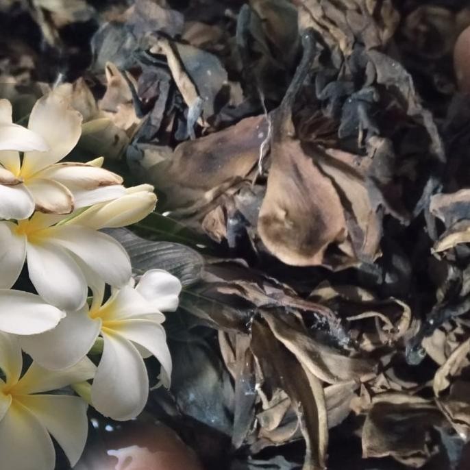 

Terlaris Bunga Cempaka Kering 1 Kg Tanaman Herbal Nusantara Pure Organik Herbal