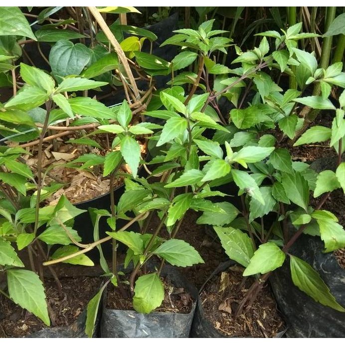 

Terlaris Tanaman Herbal Kumis Kucing/Tanaman Kumis Kucing
