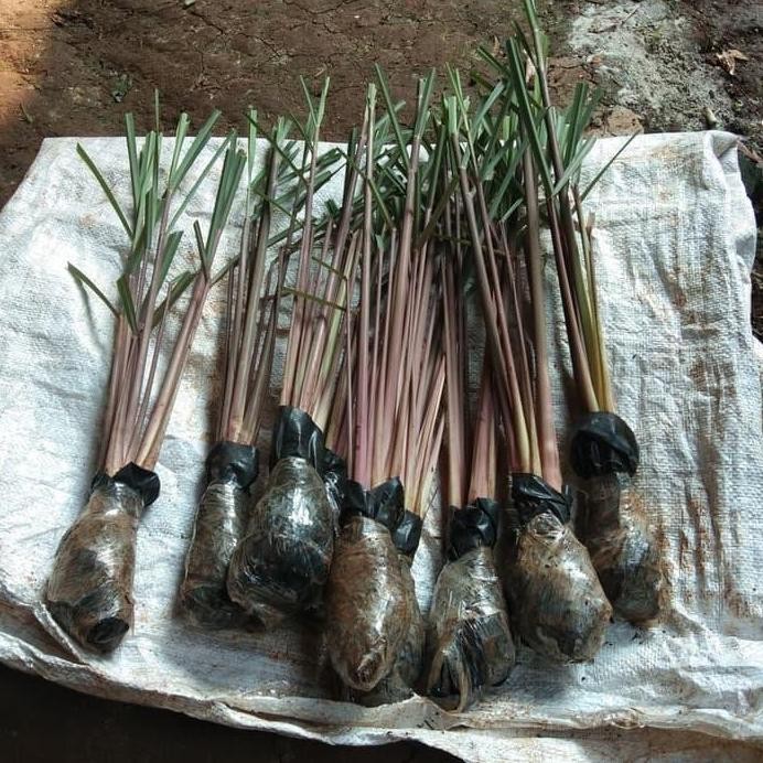 

Terlaris Tanaman Herbal Seher Merah / Pohon Herbal Sereh