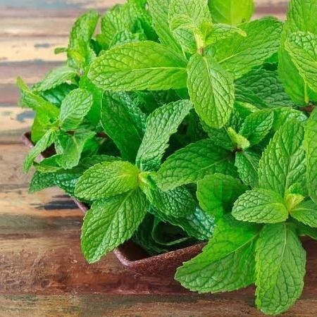 

Terlaris Bibit Tanaman Herbal Daun Mint-Pepppermint-Menthol