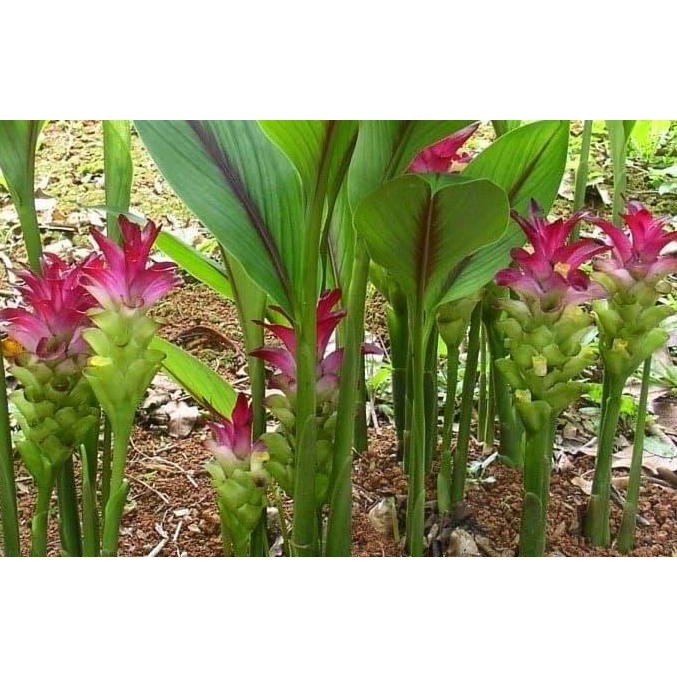 

Terlaris Tanaman Herbal Temu Putih