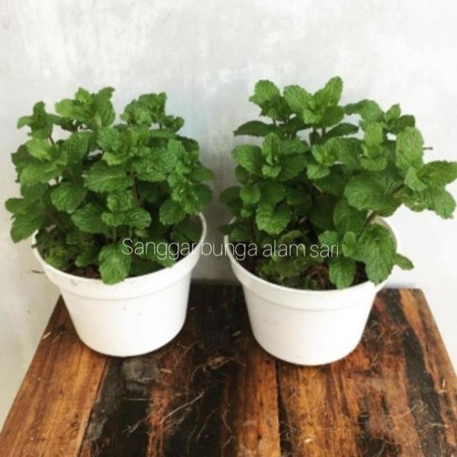 

Terlaris Tanaman Hias Herbal Daun Mint + Pot Puti