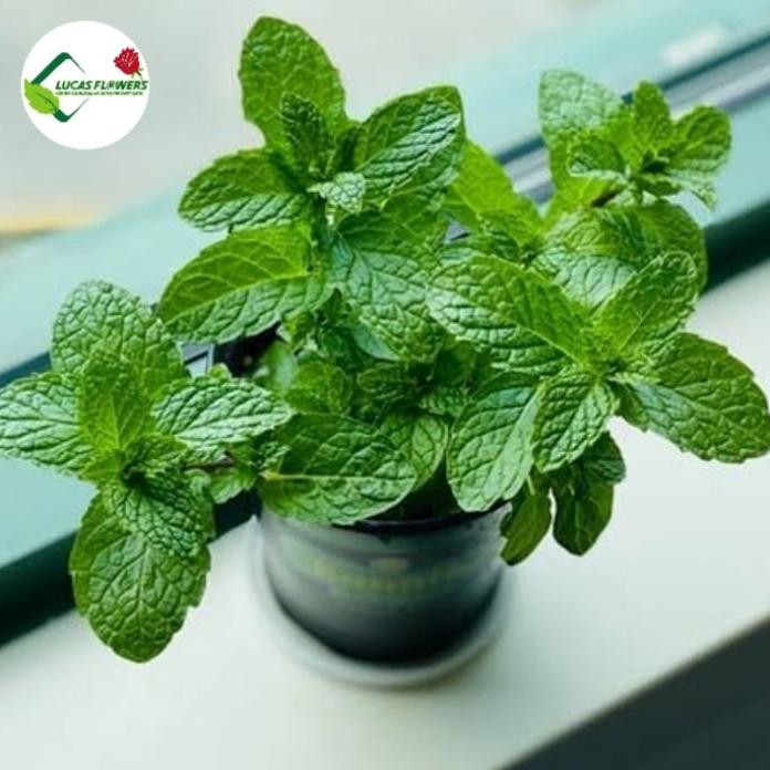 

Terlaris Tanaman Daun Mint Herbal