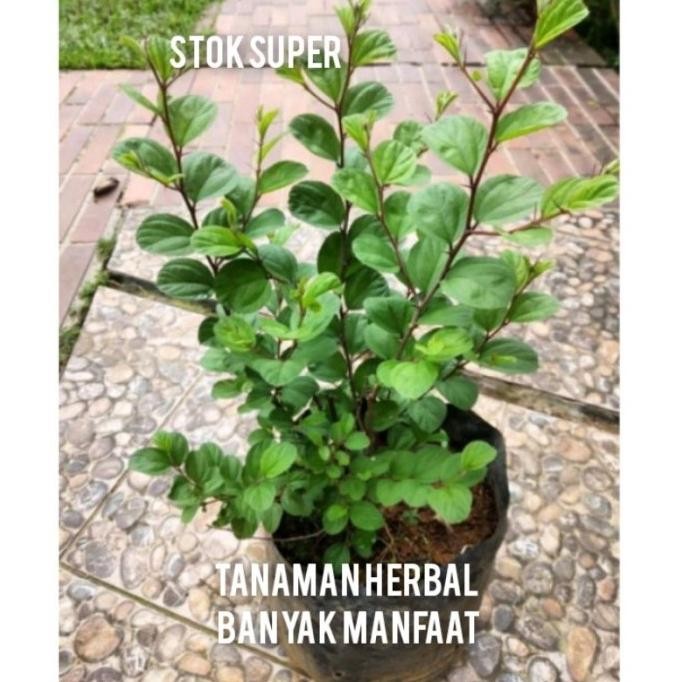 

Terlaris Tanaman Bidara Arab Tanaman Herbal Bidara