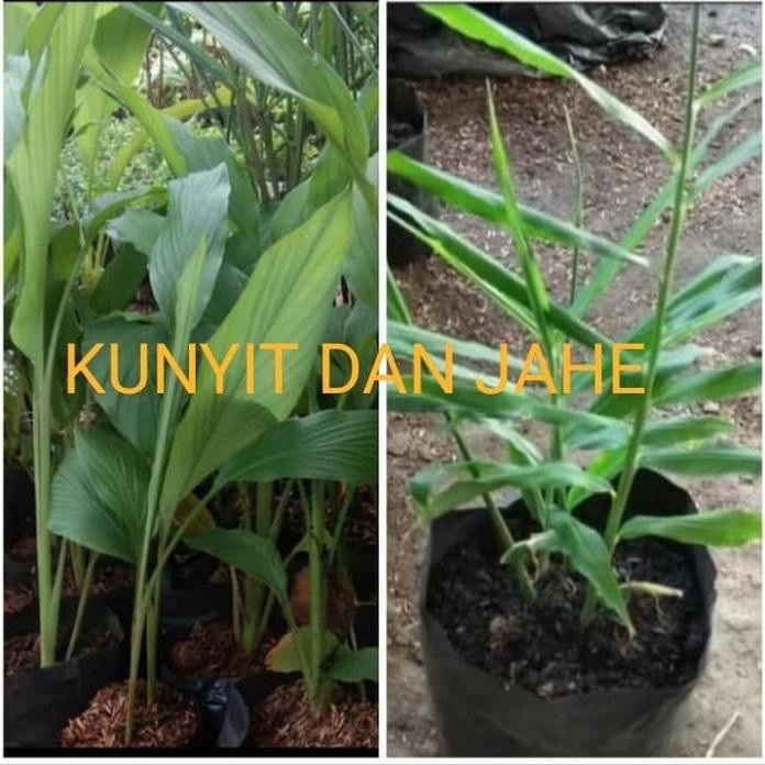 

Terlaris Bibit Jahe Putih | Tunas Tanaman Jahe | Jahe Herbal