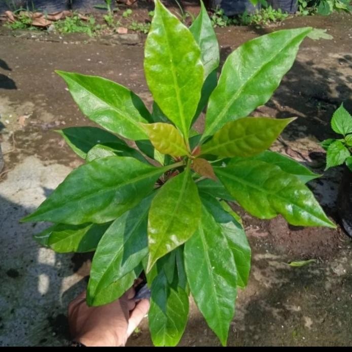 

Terlaris Bibit Tanaman Daun Tujuh Jarum/ Daun Tujuh Bilah.. Herbal Kanker