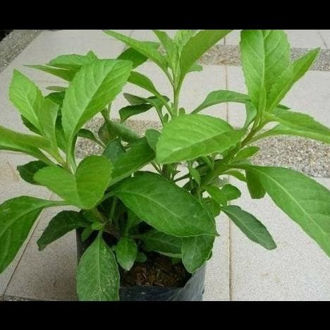 

Terlaris Tanaman Herbal Daun Sambung Nyawa Bibit Tanaman Super Unggul Asli Original