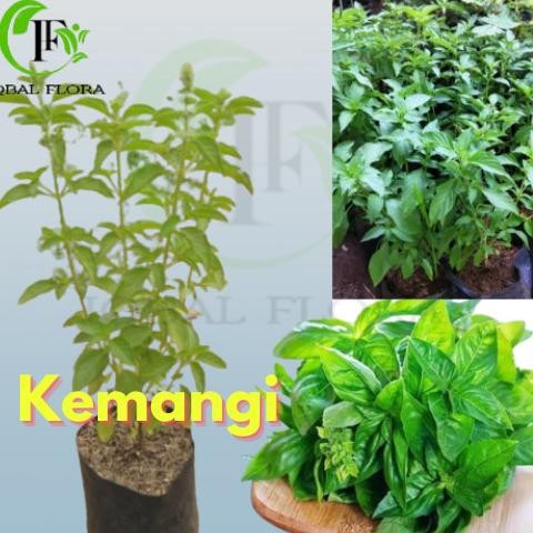 

Terlaris Kemangi Tanaman Herbal Kemangi Daun Kemangi