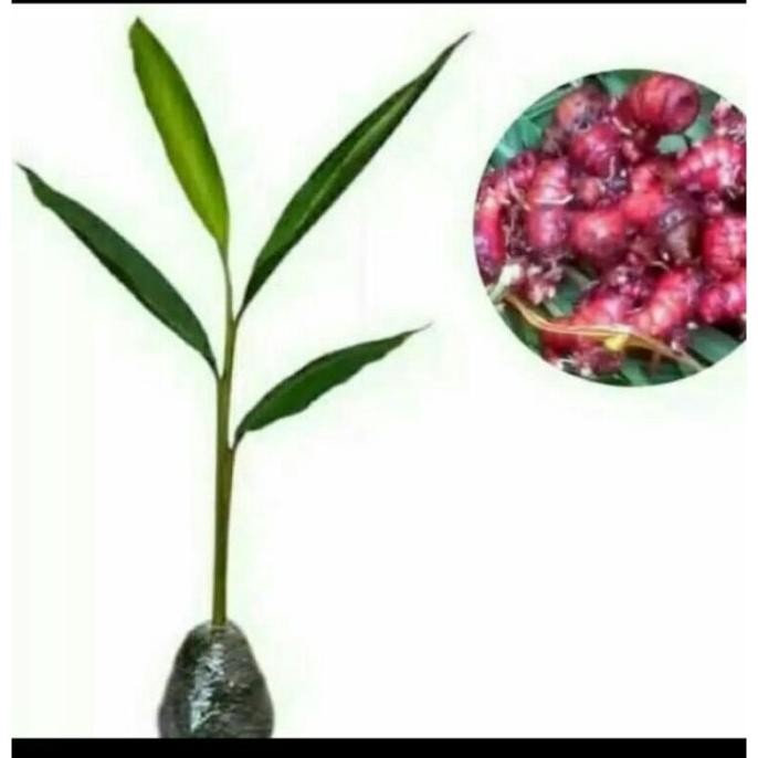 

Terlaris Bibit Tanaman Jahe Merah Herbal