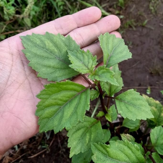 

Terlaris Bibit Tanaman Daun Nilam Pohon Bahan Minyak Wangi Tanaman Herbal