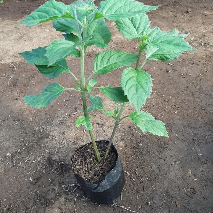 

Terlaris Tanaman Herbal Daun Nilam/Dilem (Pogostemon Cablin)