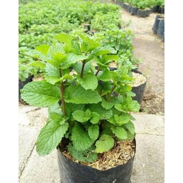 

Terlaris Tanaman Daun Mint Pohon Mint Herbal