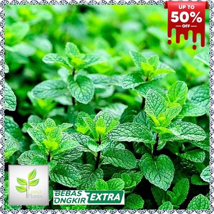 

Terlaris Tanaman Herbal Daun Mint - Tanaman Min - Daun Mint Herbal