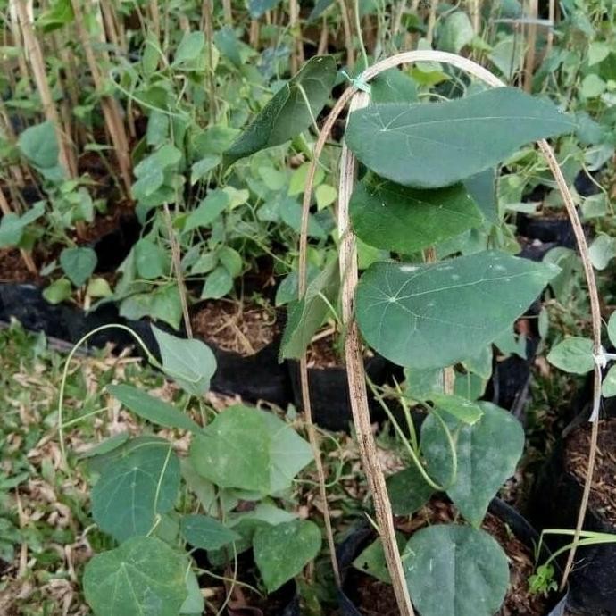 

Terlaris Bibit Tanaman Herbal - Daun Cincau Bulu / Pohon Cin Cau Rambat (A)