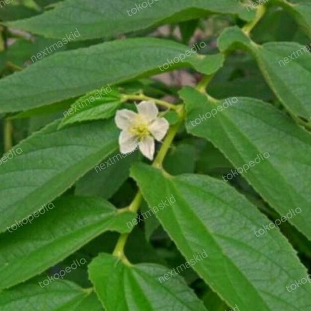 

Terlaris (100Gr) Daun Kersen Segar / Seri Talok Ceri Tanaman Herbal Terbaik