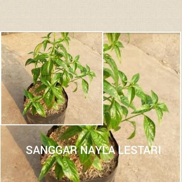 

Terlaris Sambiloto/Jual Sambiloto/Tanaman Herbal/Obat Mata/Tanaman Hias Murah