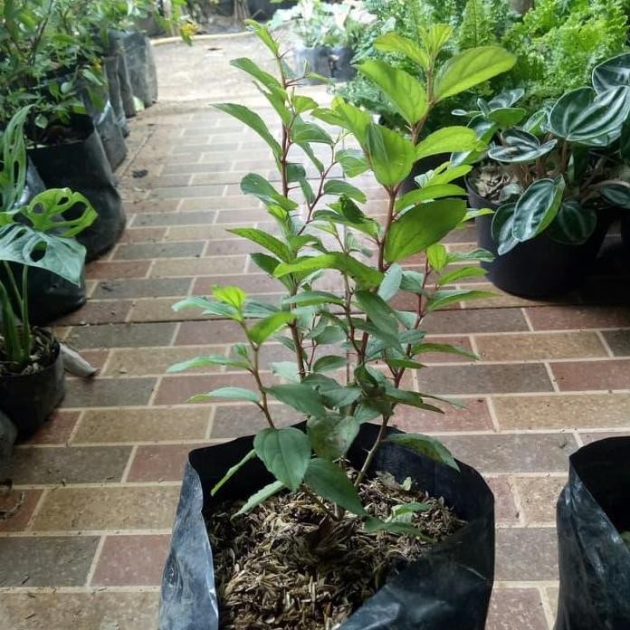 

Terlaris Tanaman Herbal Bidara Arab Untuk Ruqyah