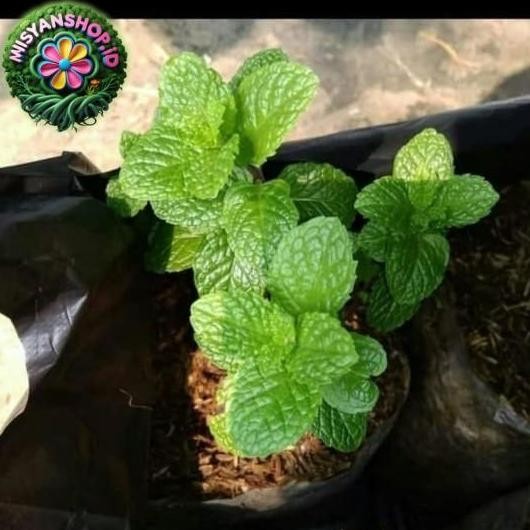 

Terlaris Tanaman Daun Mint - Tanaman Herbal Untuk Kesehatan