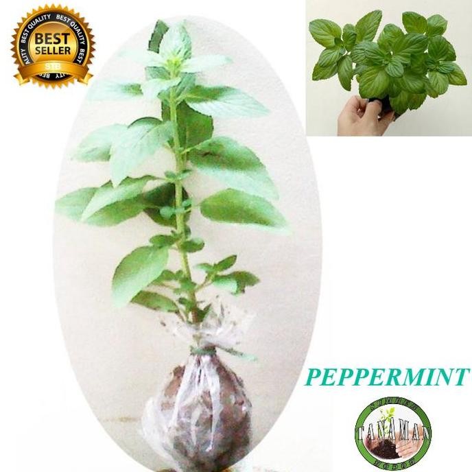 

Terlaris Bibit Tanaman Daun Papermint/ Pepermint/ Mint Herbal