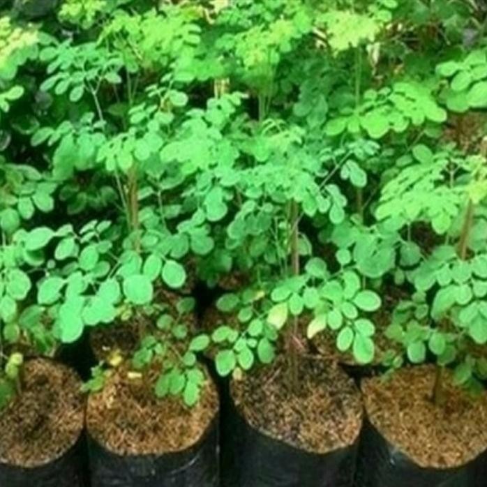 

Terlaris Bibit Tanaman Herbal Daun Kelor Termurah