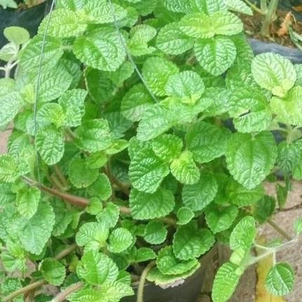 

Terlaris Bibit Tanaman Daun Mint Herbal