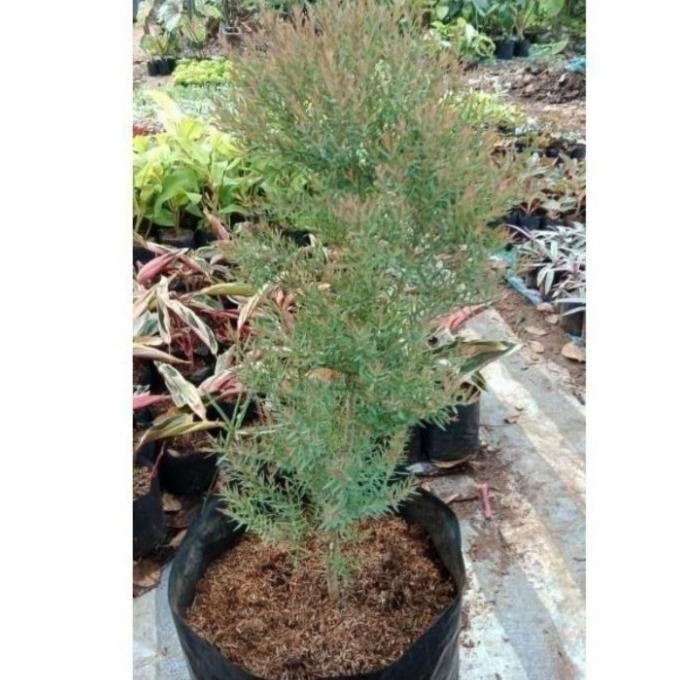 

Terlaris Tanaman Herbal Minyak Kayu Putih - Bibit Pohon Minyak Kayu Putih