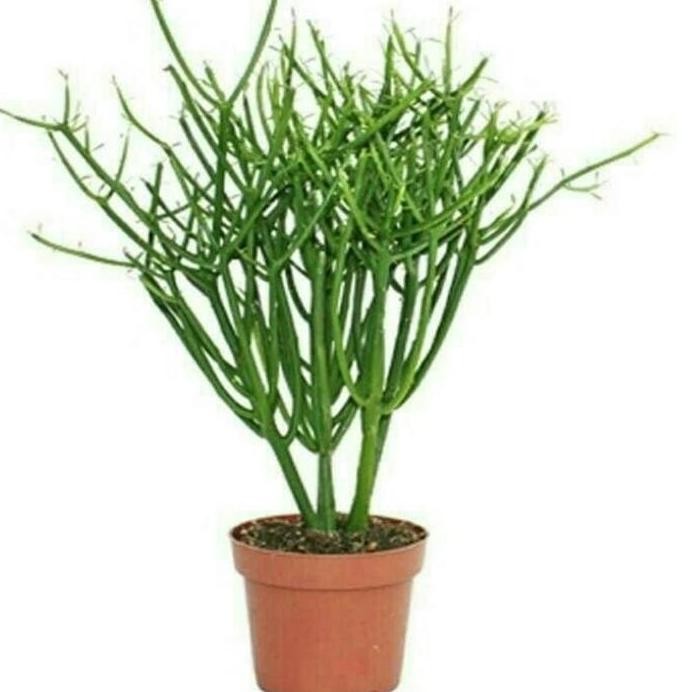 

Terlaris Tanaman Herbal Patah Tulang / Pohon Patah Tulang