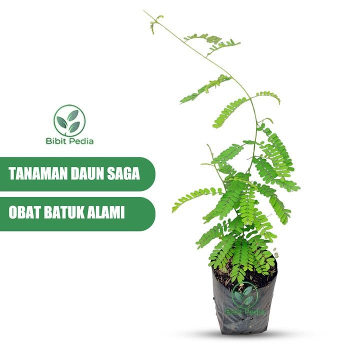 

Terlaris Bibit Daun Saga - Tanaman Herbal Saga Atasi Batuk