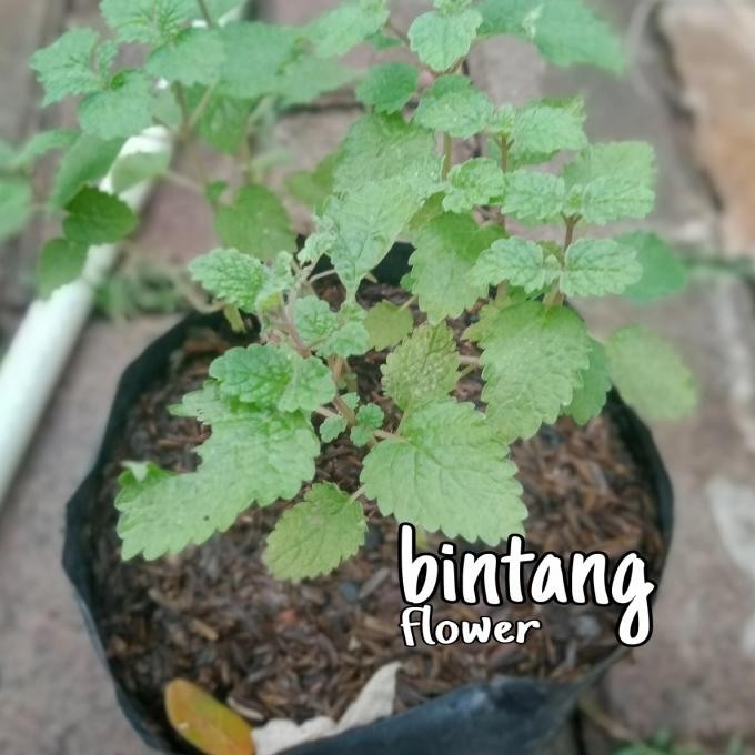 

Terlaris Tanaman Lemon Mint Balm Mint Herbal Aroma Tik