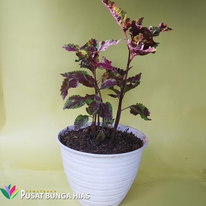 

Terlaris Tanaman Miyana / Tanaman Hias / Tanaman Herbal