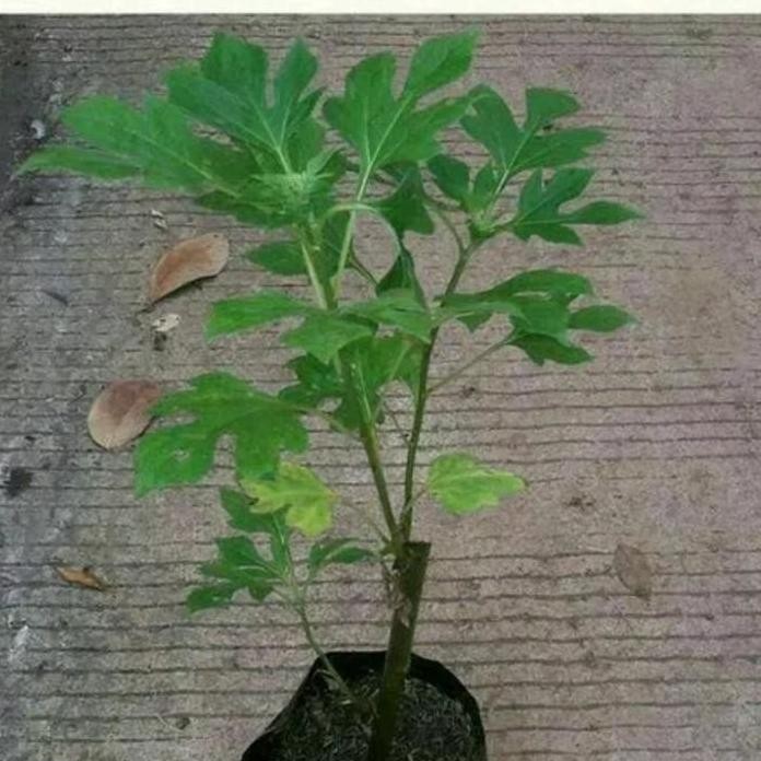 

Terlaris Bibit Tanaman Pohon Daun Insulin Pahitan Murah Promo Herbal Obat