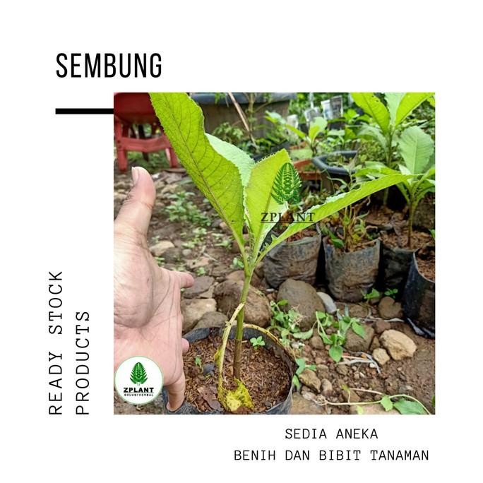 

Terlaris Tanaman Herbal Pohon Sembung