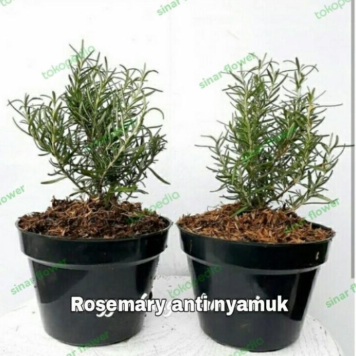 

Terlaris Tanaman Rosemary/Tanaman Herbal/Benih Rosmery Di Pot Pengusir Nyamuk