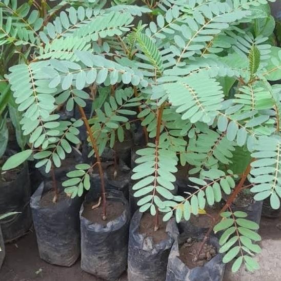 

Terlaris Bibit Tanaman Turi Merah | Bibit Turi Merah | Bibit Pohon Turi Merah Herbal