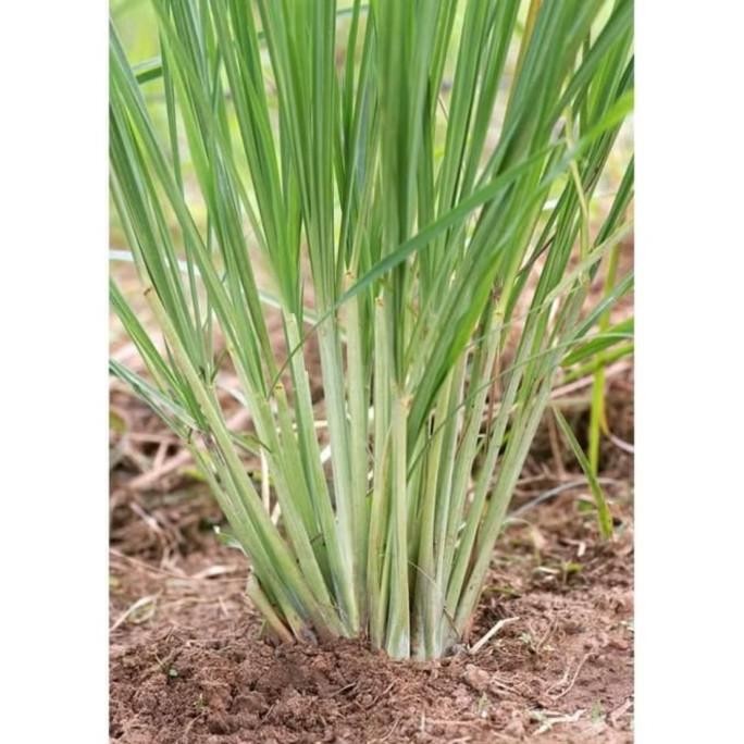 

Terlaris Tanaman Herbal Sereh/Serai Wangi